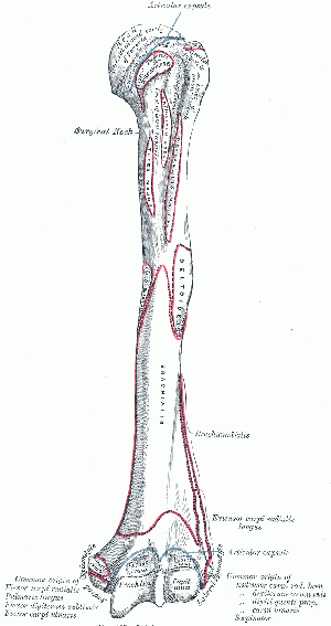 greater tubercle of humerus muscles that attach